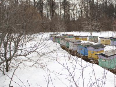 Que doit faire l’apiculteur en hiver pour ses ruches ? 